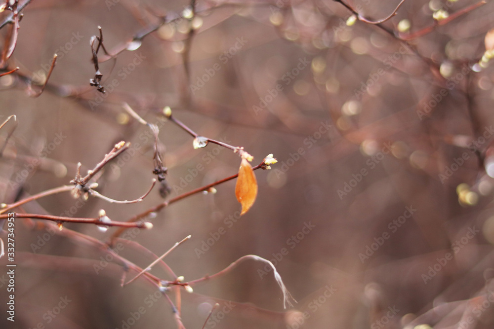 Blurred tree branches in spring, background copy space Blurred tree branches in spring, background copy space