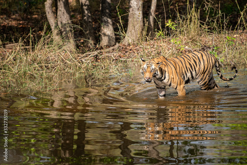 wild male tiger walking in water with reflection at bandhavgarh natinal park or tiger reserve, madhya pradesh, india - panthera tigris