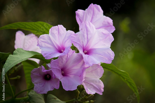 flowers in the garden
