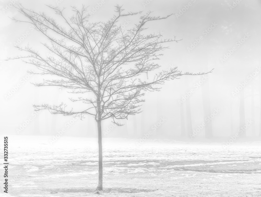 Fototapeta premium Fog Laden Morning