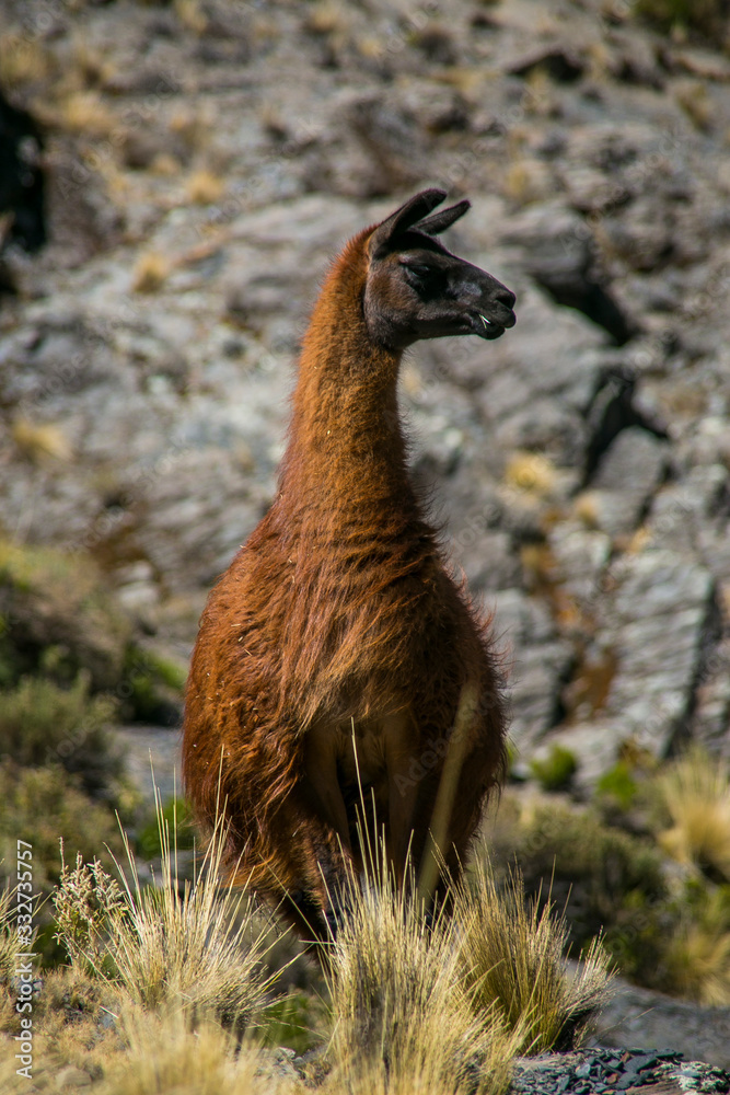 Fototapeta premium Mountain llama from Cordillera Real, Andes, Bolivia