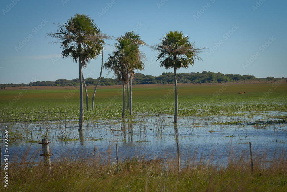 Rural landscape of the province of Corrientes in Argentina with one of its vegetation types. Rural landscape of the province of Corrientes in Argentina with one of its vegetation types.
