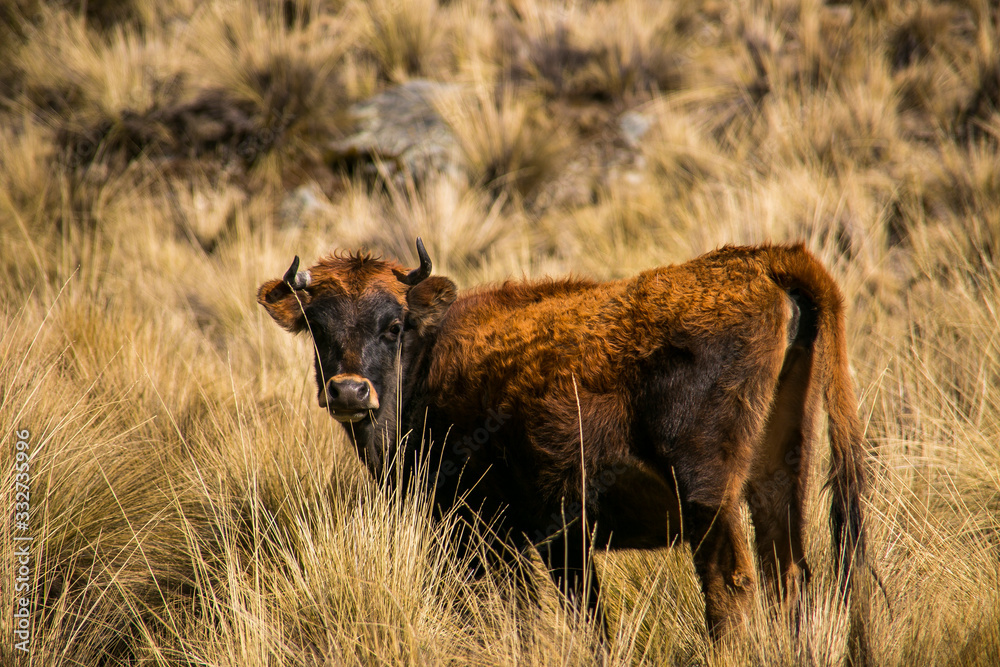 Fototapeta premium Mountain cow from Cordillera Real, Andes, Bolivia