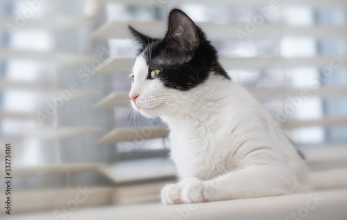 Fototapeta Naklejka Na Ścianę i Meble -  Black and White Kitten Looking out Window