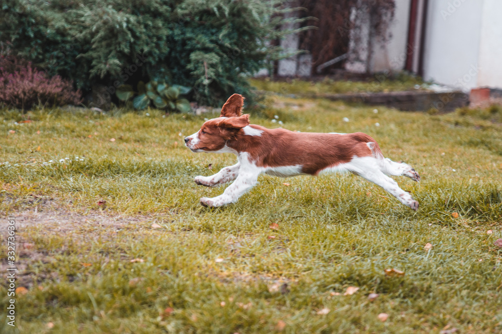 Cute looking welsh springer spaniel puppy Cute looking welsh springer spaniel puppy