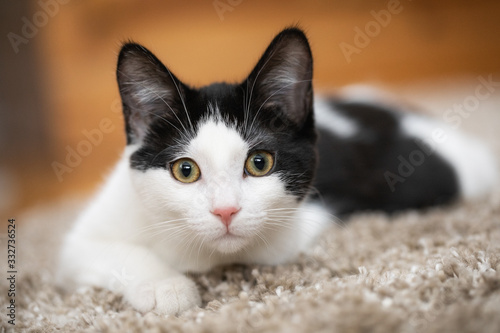 Black and White Kitten looking into lens