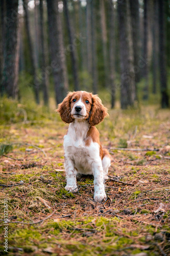Obraz na płótnie Cute looking welsh springer spaniel puppy