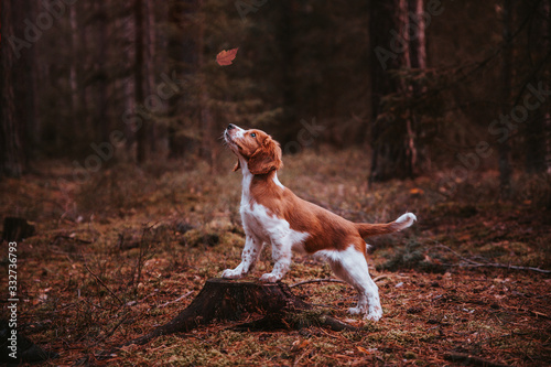 Obraz na płótnie Cute looking welsh springer spaniel puppy