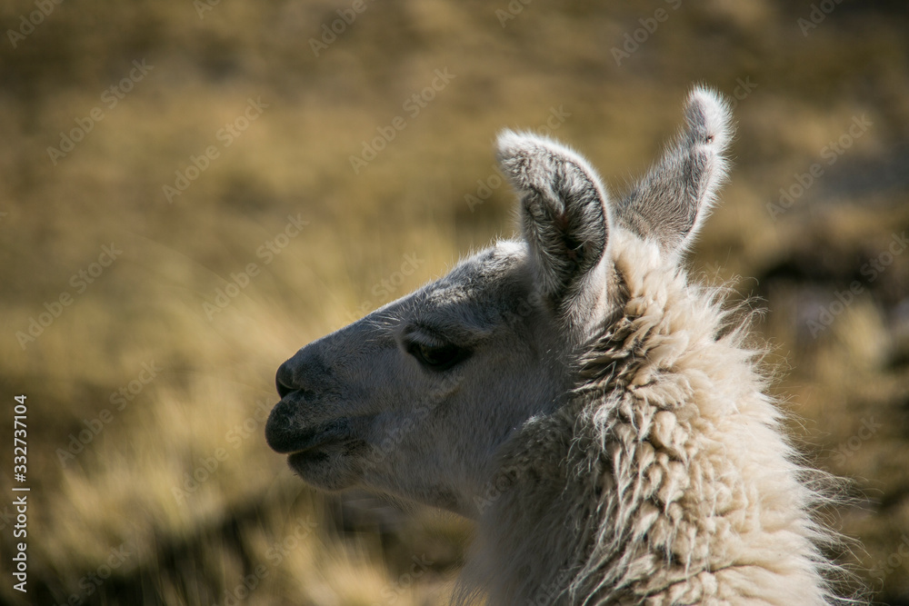Obraz premium Mountain llama in Cordillera Real, Andes, Bolivia