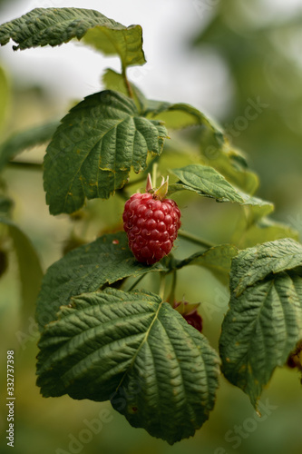Red fruited raspberry