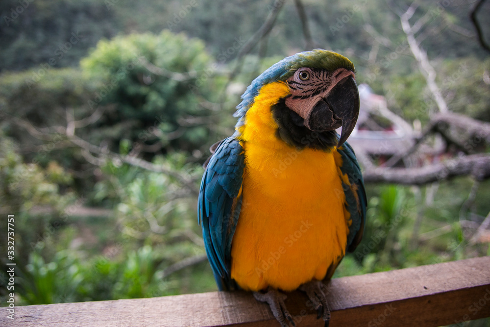 Fototapeta premium Yellow-billed macaw (Ara ararauna) in Yungas, Coroico, Bolivia