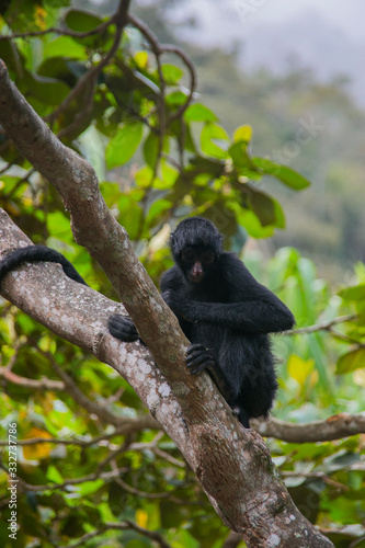 Black faced spider monkey in Yungas, Coroico, Bolivia