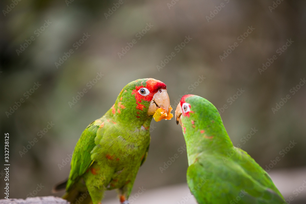 Peruvian Parrot in Yungas, Coroico, Bolivia Peruvian Parrot in Yungas, Coroico, Bolivia