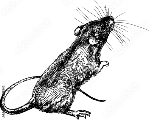new year mouse, rat clip art graphics linner vector