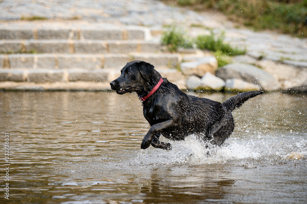 Black labrador dog playing and jumping in water Black labrador dog playing and jumping in water