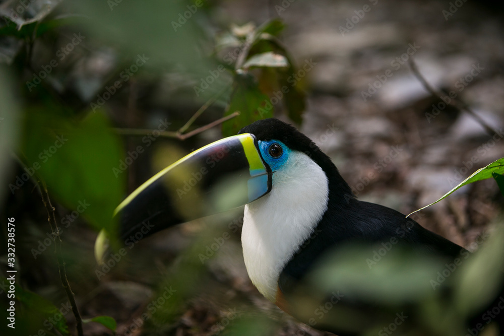 Fototapeta premium White-throated toucan in Yungas. Coroico, Bolivia