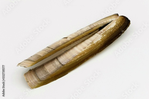 фотографія Atlantic jackknife clam, ensis magnus, isolated on a white background