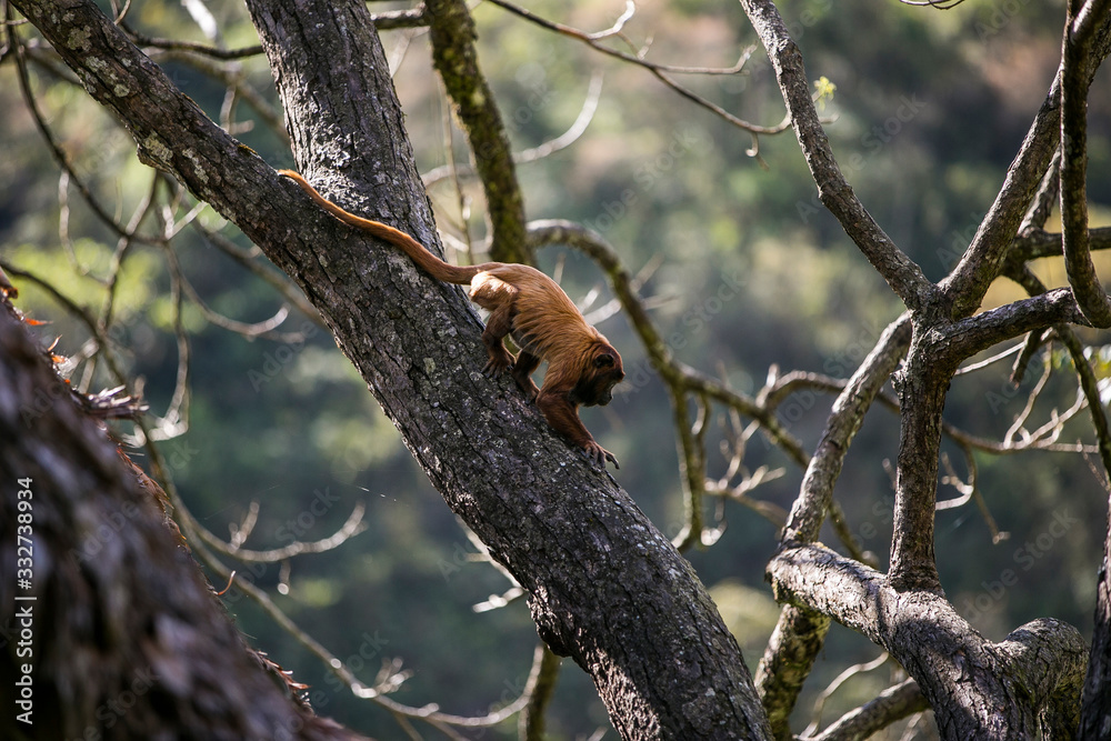Bolivian red howling monkey in Yungas, Coroico, Bolivia Bolivian red howling monkey in Yungas, Coroico, Bolivia