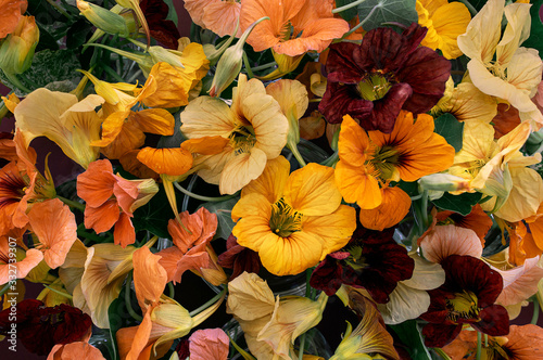 Multicolored nasturtiums close-up ,selective focus photo