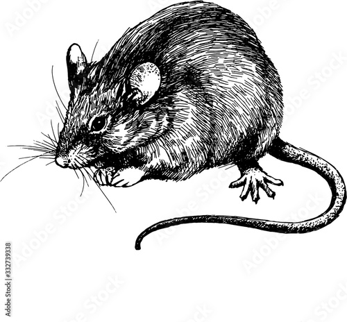 new year mouse, rat clip art graphics linner vector