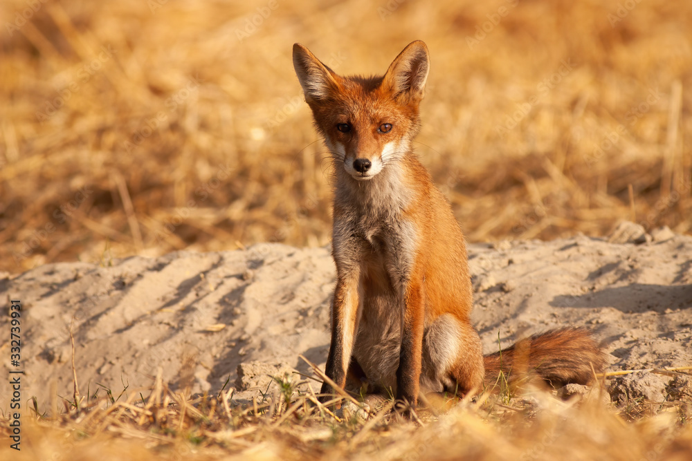Fototapeta premium Alert red fox, vulpes vulpes, sitting on the ground and facing camera at sunrise. Lovely young predator looking forward with rising sun casting ray on it from front view.