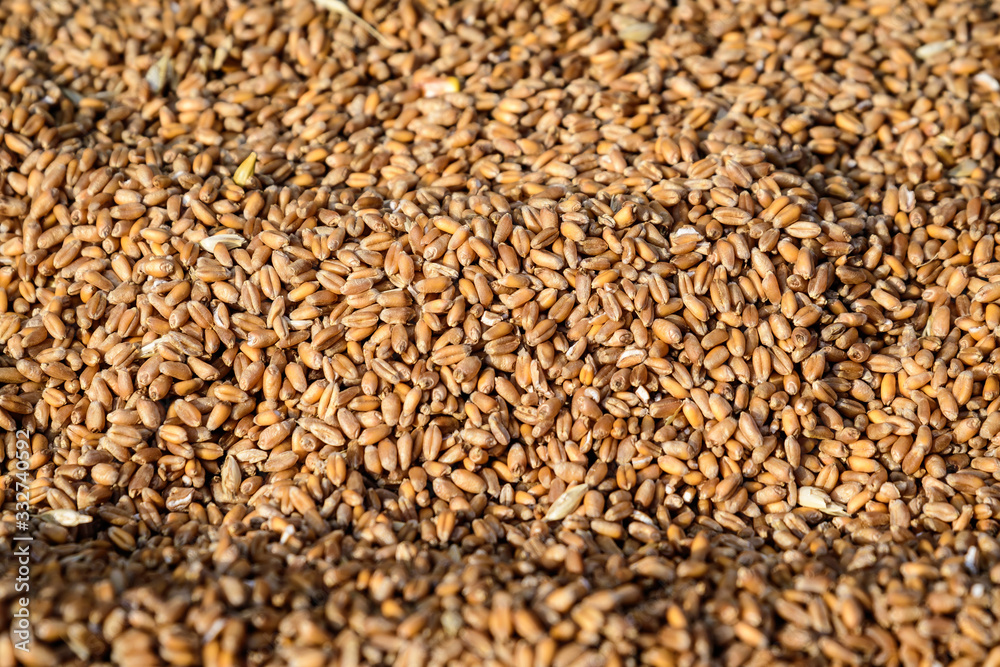 Close up of dried wheat grains that will be used as food for animals, displayed for sale at a market, photographed with soft focus