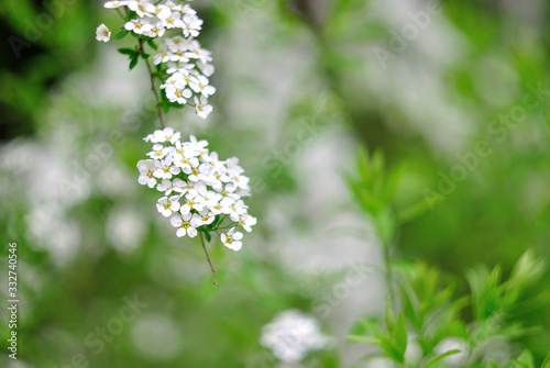 The first spring flowers.