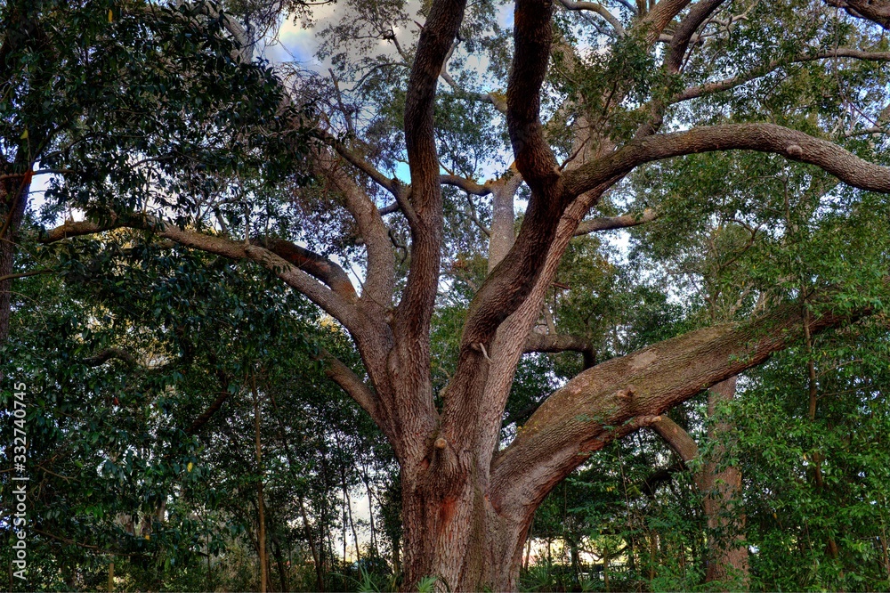 Large Oak Trees