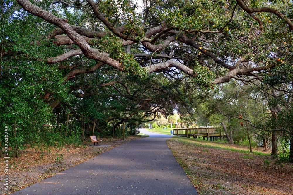 Large Oak Trees