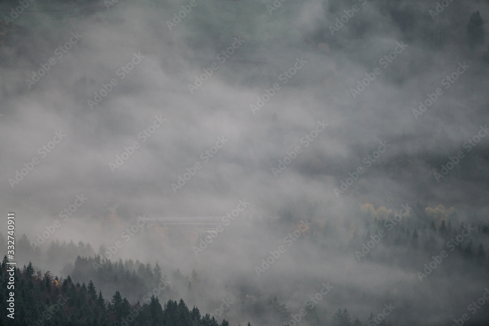 fog in forest