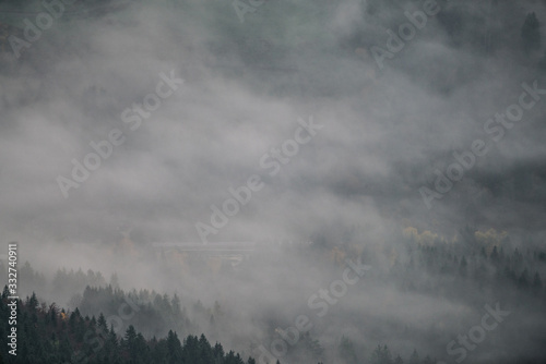 fog in forest