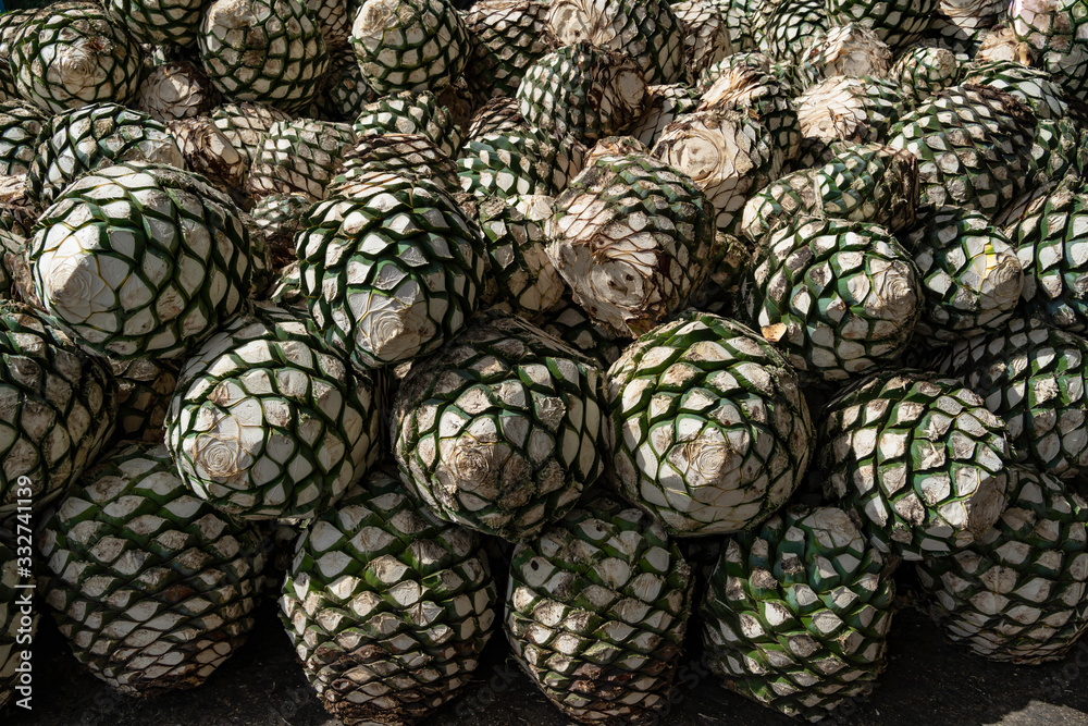 El agave muy fresco para el tequila.