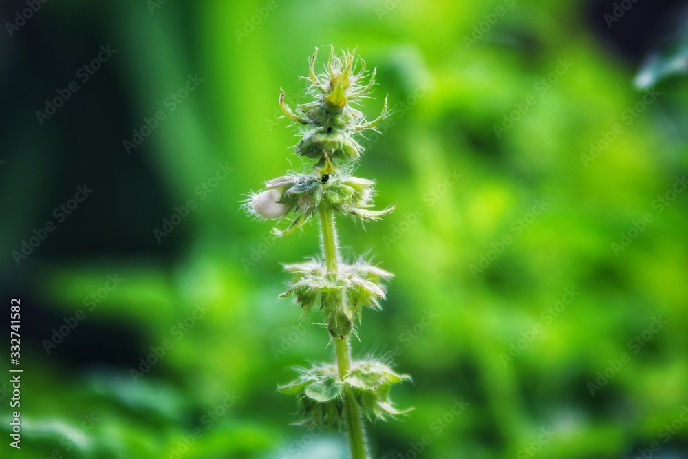 Basil flower ( daun kemangi ) on my lawn Basil flower ( daun kemangi ) on my lawn