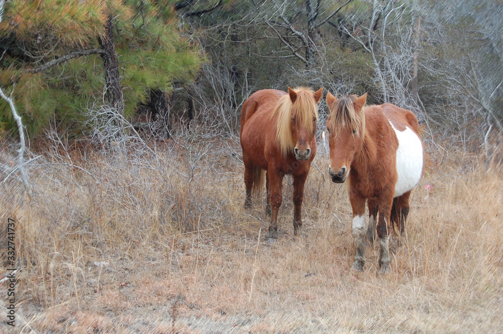 Wild horses roaming freely on Assateague Island, off the Maryland coast, of the Eastern United States. Wild horses roaming freely on Assateague Island, off the Maryland coast, of the Eastern United States.