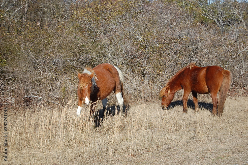 Fototapeta premium Wild horses roaming freely on Assateague Island, off the Maryland coast, of the Eastern United States.
