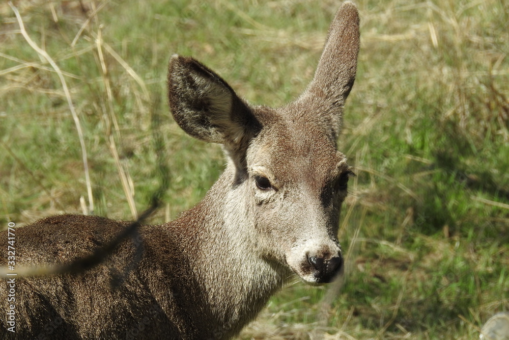 Young mule deer living in the Tehachapi Mountains,California.