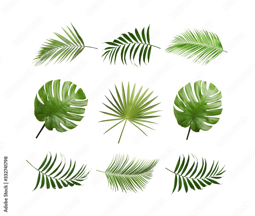 Set of tropical leaves on white background Set of tropical leaves on white background