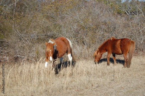 Wild horses roaming freely on Assateague Island, off the Maryland coast, of the Eastern United States.