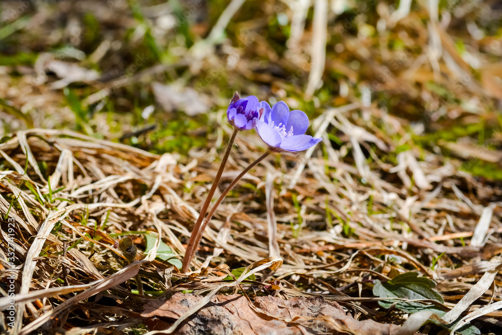 blue flower blue flower