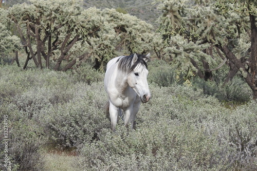 Fototapeta Naklejka Na Ścianę i Meble -  Wild horse roaming the Sonoran Desert, that surrounds the Salt River, in Mesa, Arizona.