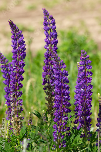 Lupin (Lupinus) flowers in the meadow
