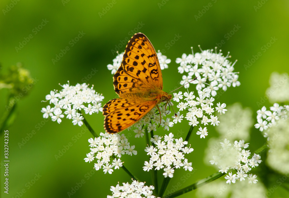 Small pearl-bordered fritillary (Boloria selene) on yarrow flower Small pearl-bordered fritillary (Boloria selene) on yarrow flower