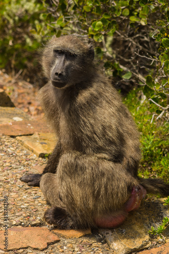 baboon with her baby