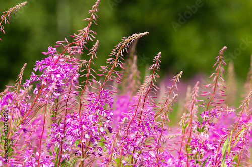 Blooming fireweed flowers in the field photo