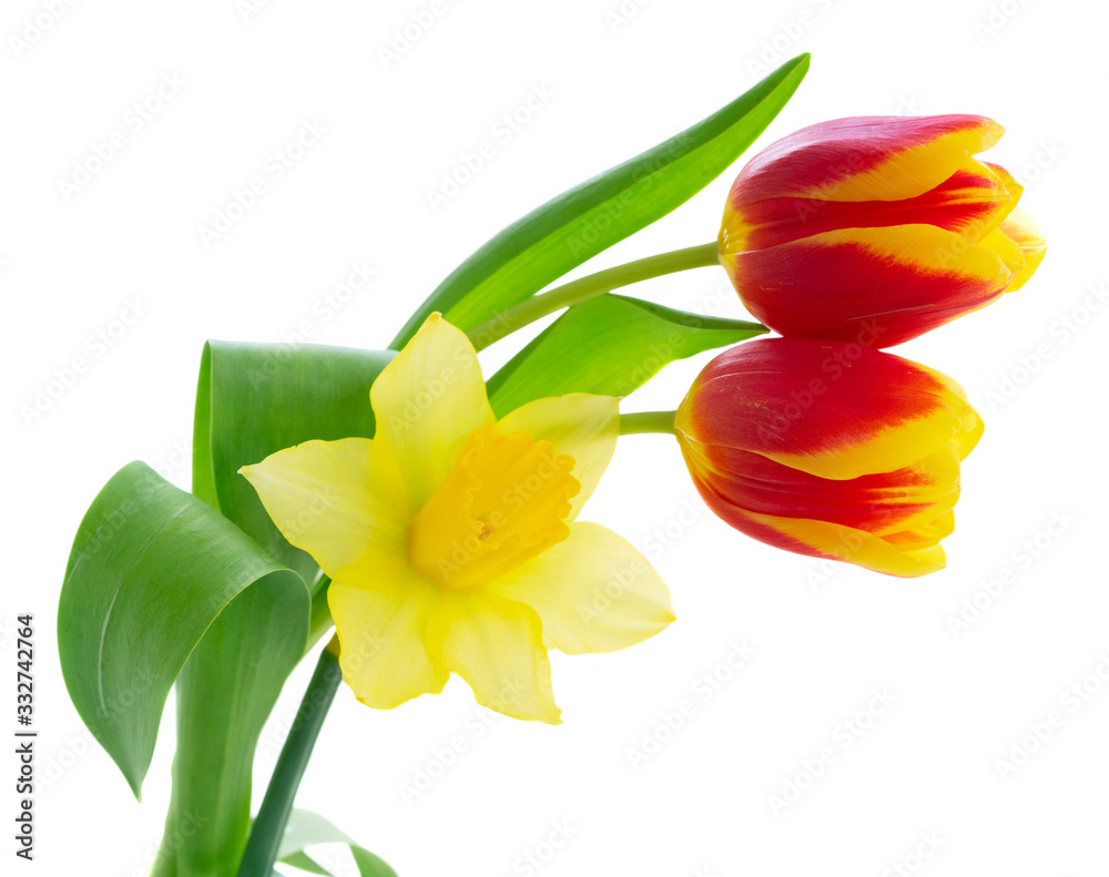 Obraz premium tulips and daffodils flowers