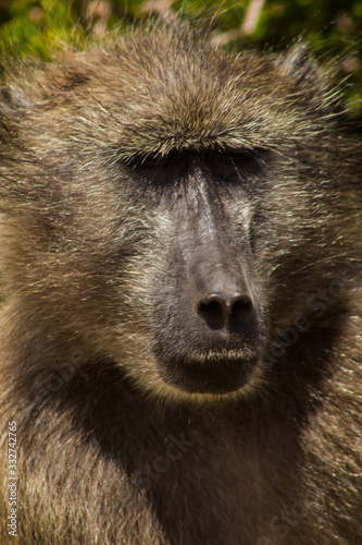 portrait of baboon