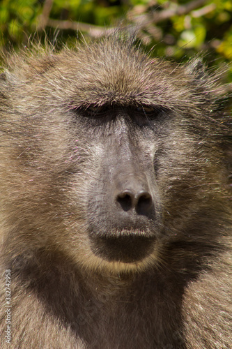 Amazing portrait of a baboon