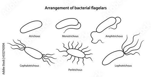 Arrangement of bacterial flagella. Microbiology. Various forms of flagellation with corresponding designations. Vector illustration in outline style isolated over white background.