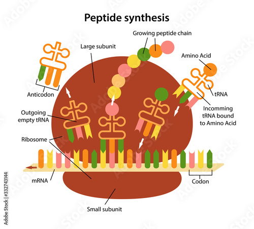 Structure and functions of the ribosome. Peptide synthesis. Creating a peptide chain. Vector illustration in flat style isolated over white background.