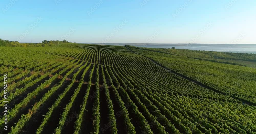 vineyard vineyard